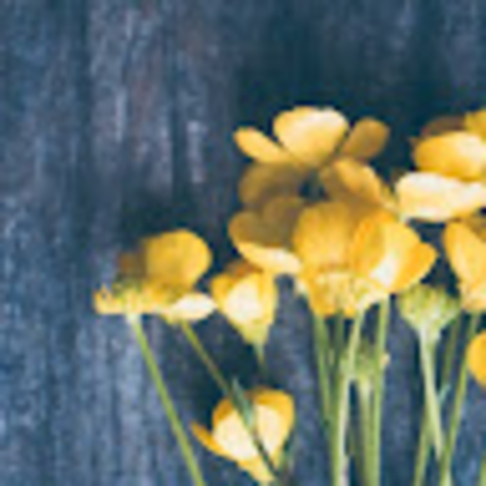 Meet your Posher, Buttercup_plans